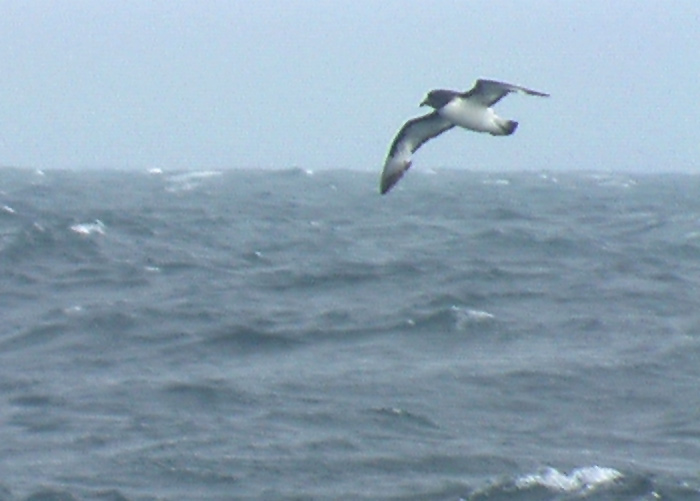 Pintado Petrel